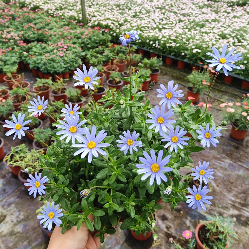 回固蓝色玛格丽特盆栽观赏多色可选雏菊花室外阳台耐寒花卉花期久蓝玛