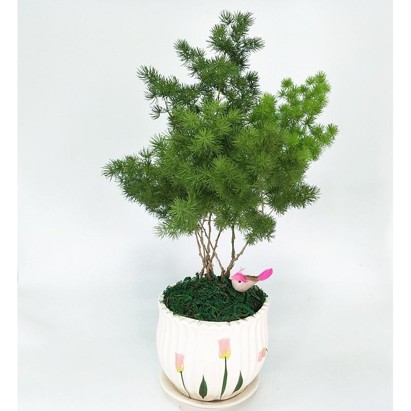 大蓬莱松球松刺柏绿植新奇盆栽办公室家居生肖驱蚊花卉盆景旺来松