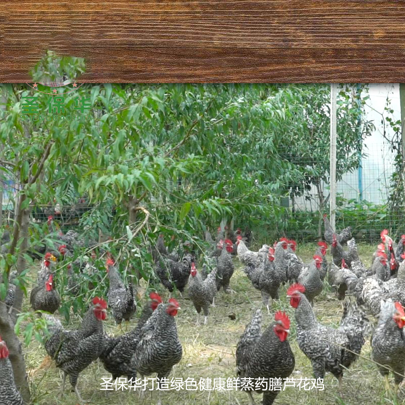 [江苏扶贫][财政集采][沭阳]鲜蒸 芦花鸡(烧鸡)1500克