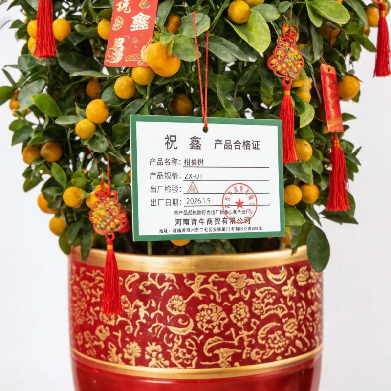 祝鑫 柑橘树 ZX-01 棵高清大图