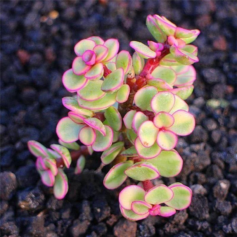 防辐射吸甲醛盆栽花卉室内绿植开花 特价雅乐之舞2颗【不带盆】不包活