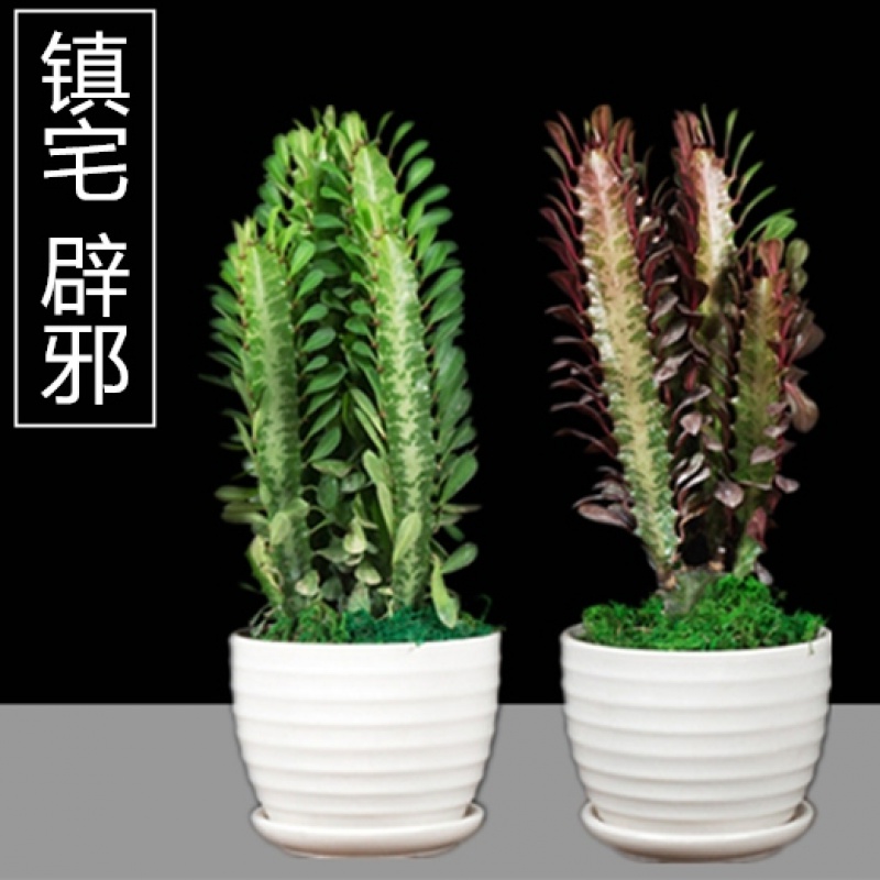 回固玉麒麟吸室内仙人柱护宅巴西龙骨盆栽龙骨花室内花植物青紫龙骨25cm到30 一对 含盆报价 参数 图片 视频 怎么样 问答 苏宁易购