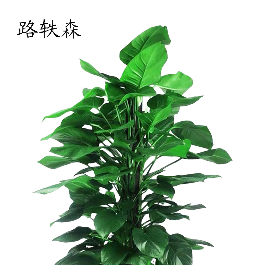 路轶森 白瓷盆绿萝柱 180cm 盆高清大图