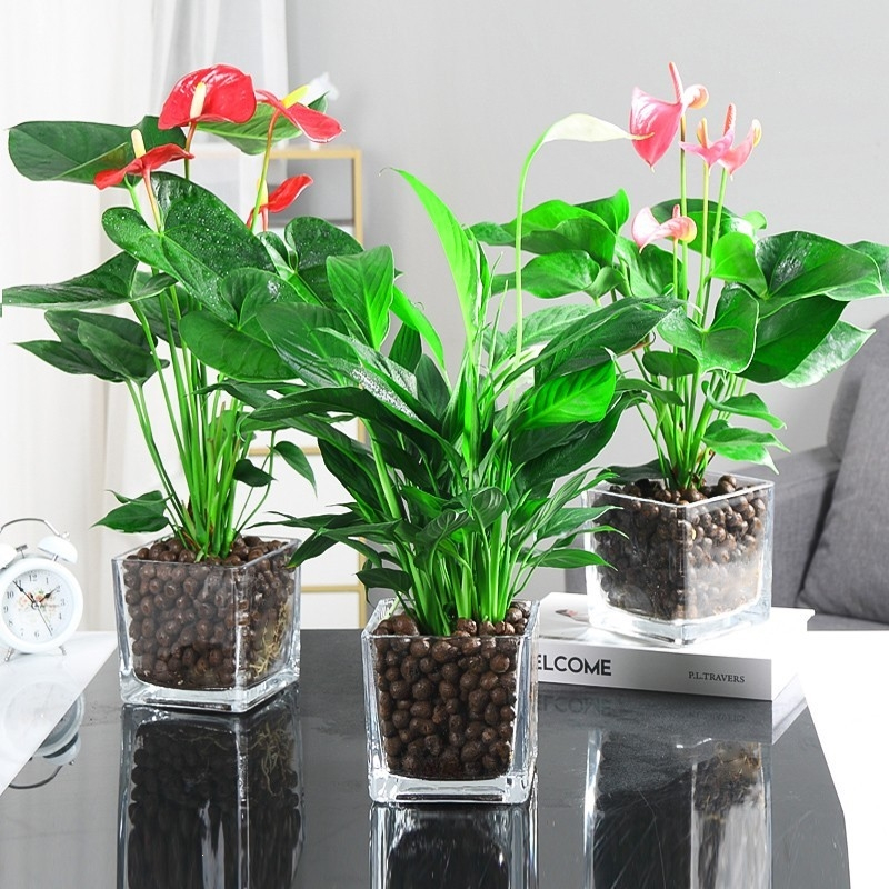 回固白掌盆栽一帆风顺水培植物室内好养花卉绿植水养红掌粉掌四季开花