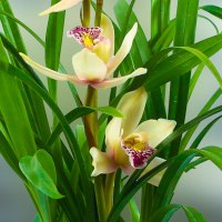 兰花苗洋兰雪美人建兰四季兰浓香型不带花苞室内观花植物绿植花卉雪美人8苗裸根不带土