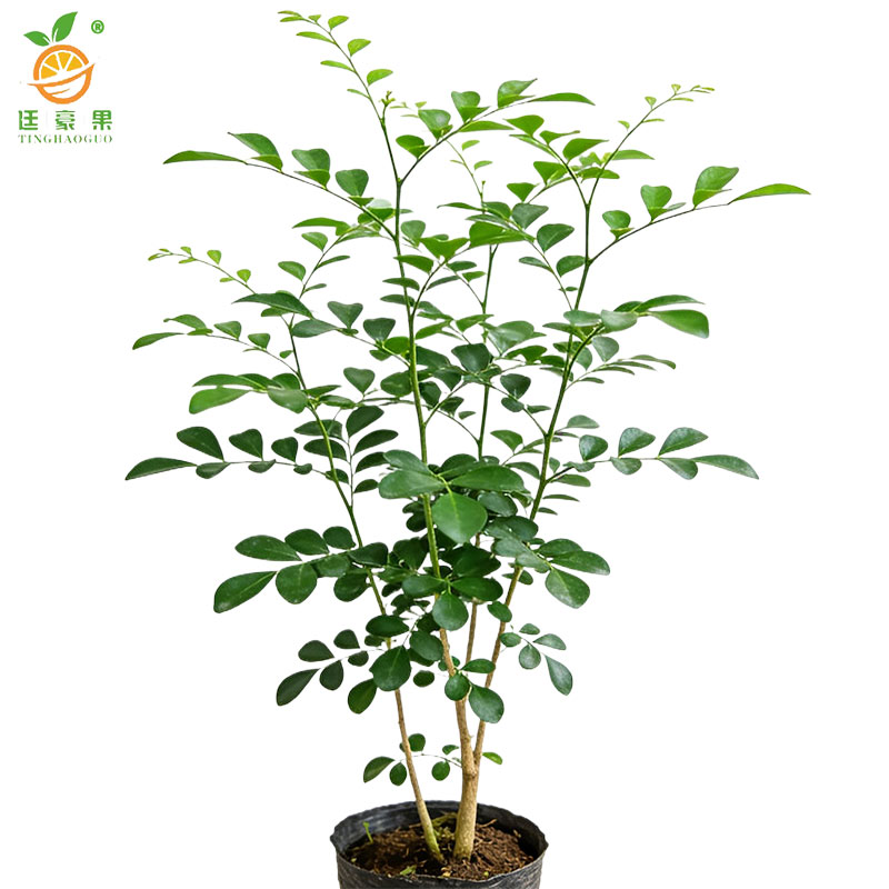 廷豪果 九里香 高40-50cm /棵高清大图