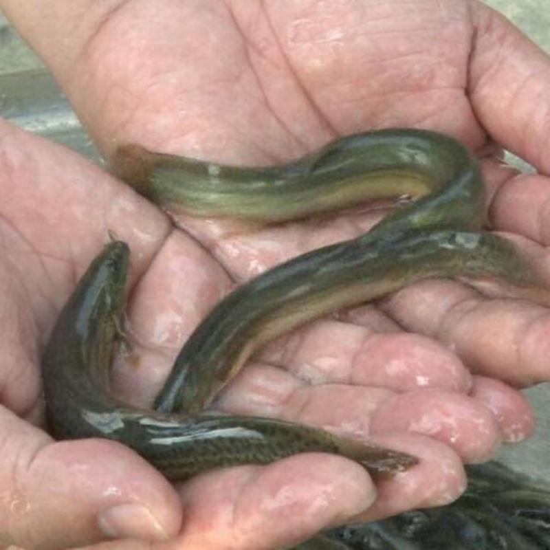1-3厘米长度 30条 活泥鳅 鲜活 小泥鳅筏钓野生泥鳅苗 寸苗台湾养殖