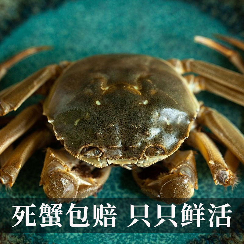苏州精品大闸蟹鲜活六月黄螃蟹河蟹3两10只装公母随机大螃蟹鲜甜满黄直达到家死蟹包赔高清大图