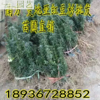 红豆杉树苗南方红豆杉曼地亚红豆杉树苗盆栽室内绿植绿化苗木曼地亚小盆栽公母一对不含盆