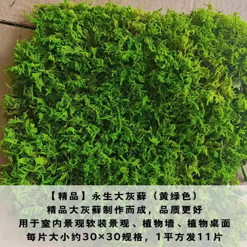 永生大灰藓 颜色:自然绿色;工艺:永生保鲜处理;形态:块状;适用:室内铺面、景观装饰;要求:不掉色、不发霉、无需养护。高清大图