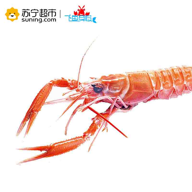 [苏宁生鲜][冷冻]新西兰 鳌虾 刺身级 5号1000g盒装 35只+ 顺丰冷链空运