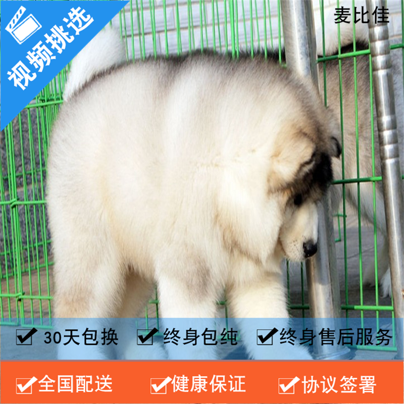 麦比佳 纯种巨型阿拉斯加幼犬活体宠物 熊版十字脸阿拉斯加雪橇犬 双血统烟灰色桃脸阿拉斯加幼崽 大型犬雪橇犬阿拉斯加犬1高清大图