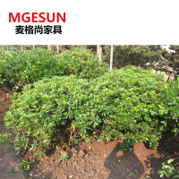 麦格尚 园林绿篱笆 海桐球庭院园林绿篱笆植物围墙四季常青气味芳香直径1.5m 高1.2mG