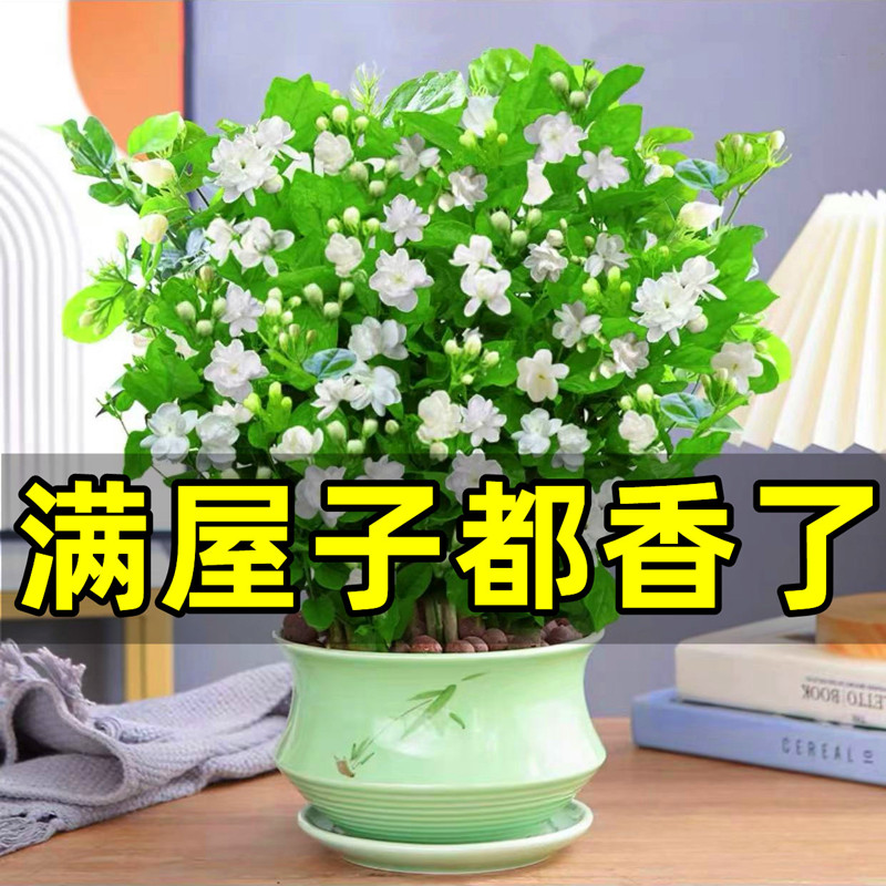 [补贴10%]茉莉花苗盆栽水培带花苞九里香栀子花卉绿植物四季开花室内鲜花高清大图