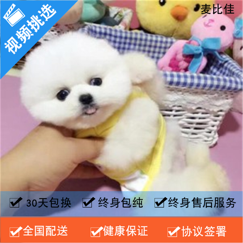 麦比佳 纯种哈多利系球体博美犬幼犬俊介 日系俊杰双血统长不大的茶杯狗白色博美犬 赛级博美犬活体狗狗纯种博美犬终身包纯种