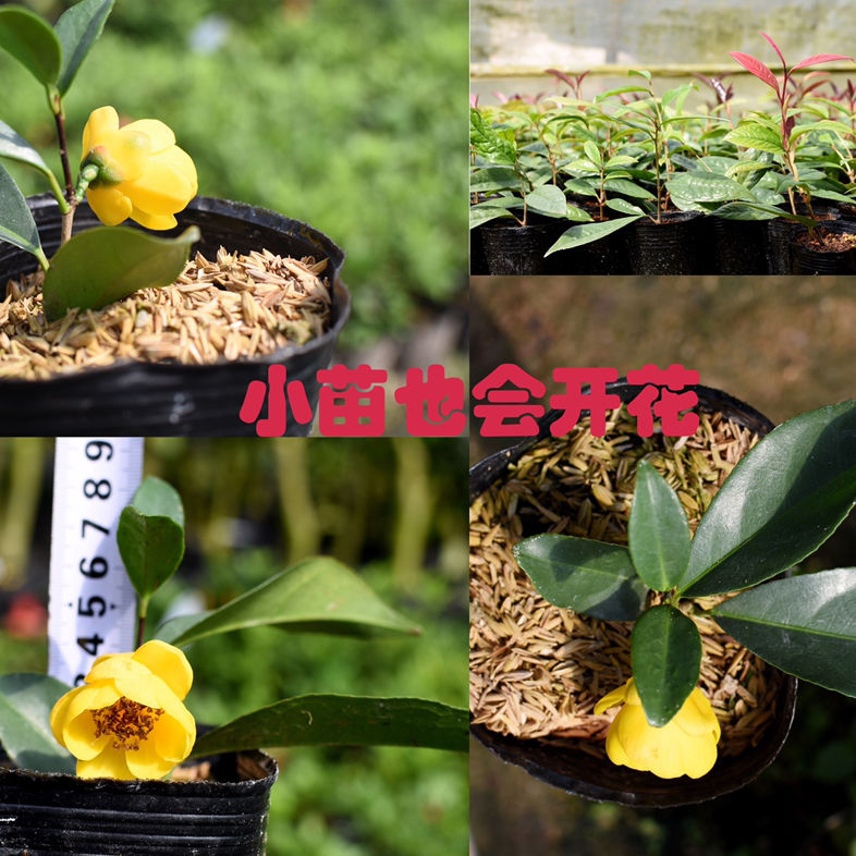 山茶花苗 报价行情 排行 品牌 参数 怎么样 图片 商家 苏宁易购