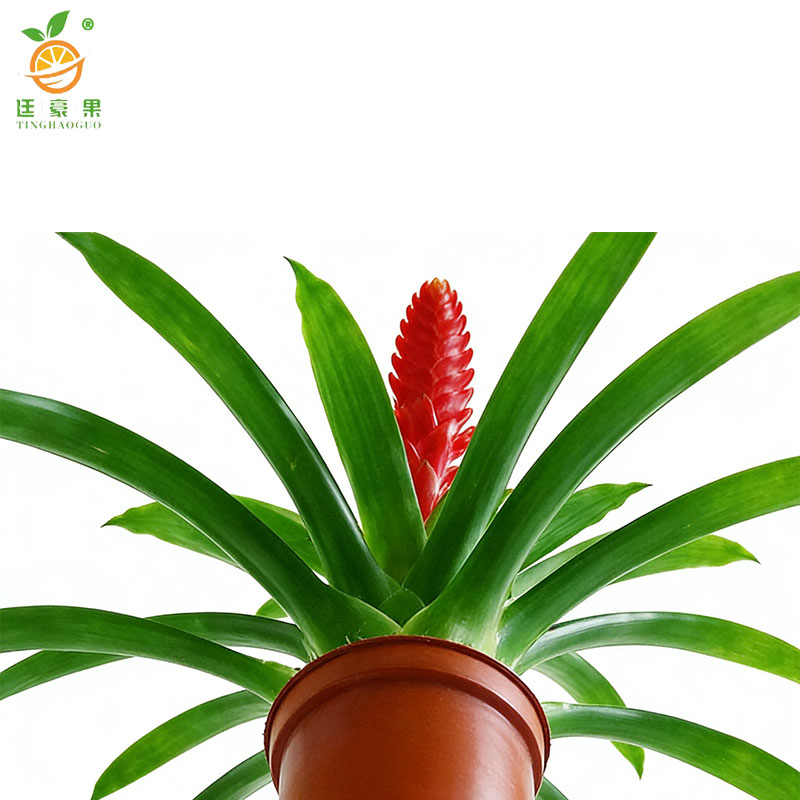 廷豪果 鸿运当头6株盆栽 XZ1793# /盆高清大图