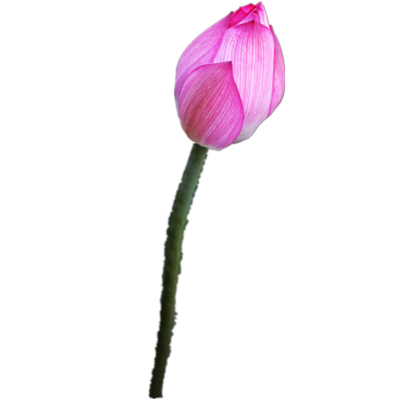 新鲜荷花可食用莲花真鲜花新鲜荷花莲蓬新鲜荷花花苞新鲜荷花