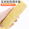 [西沛生鲜]新鲜白糯玉米 8根 单根260-350g 黏玉米甜糯玉米袋装粘玉米黄糯玉米现摘