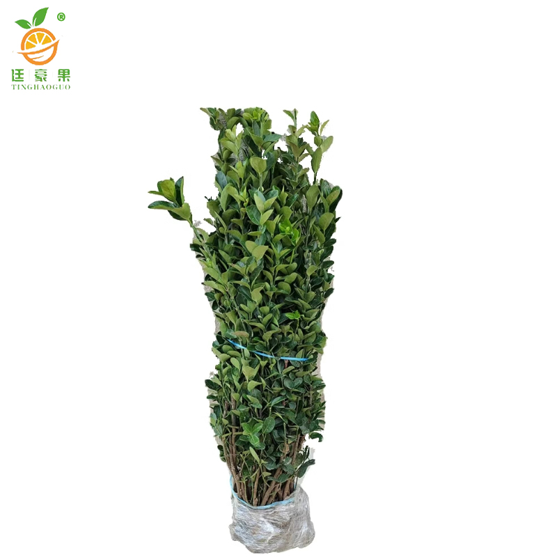 廷豪果 北海道黄杨苗 高1.6-1.7m10棵/捆高清大图
