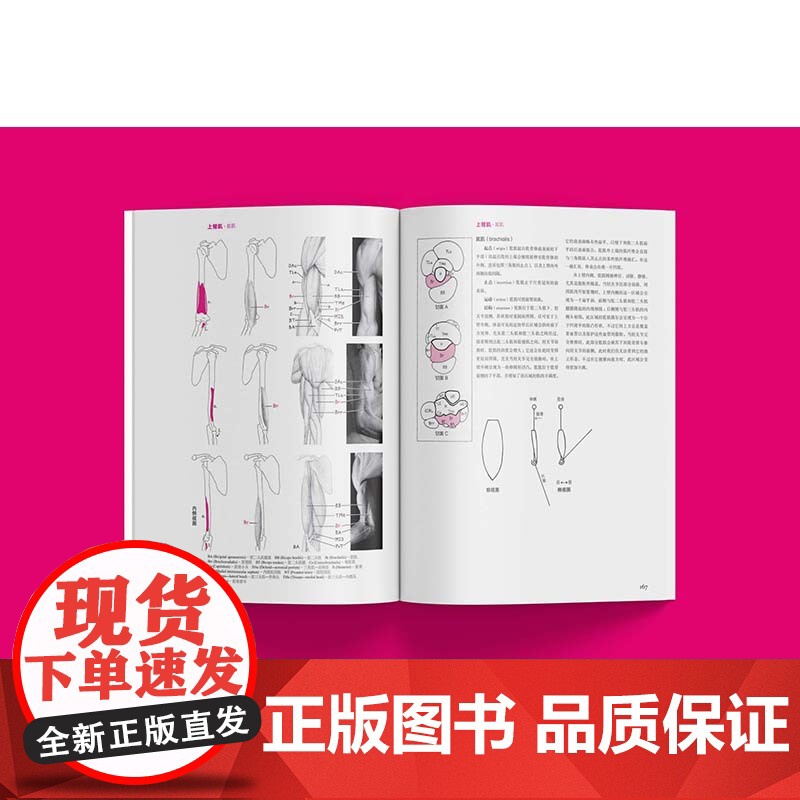 牛津艺用人体解剖学版 西方经典美术技法译丛专有名词中英文对照上海人民美术出版社古德芬格人物绘画技巧指导高清大图