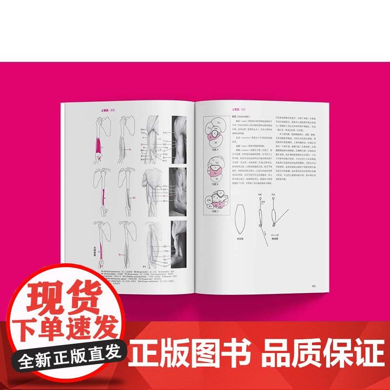 牛津艺用人体解剖学版 西方经典美术技法译丛专有名词中英文对照上海人民美术出版社古德芬格人物绘画技巧指导图片
