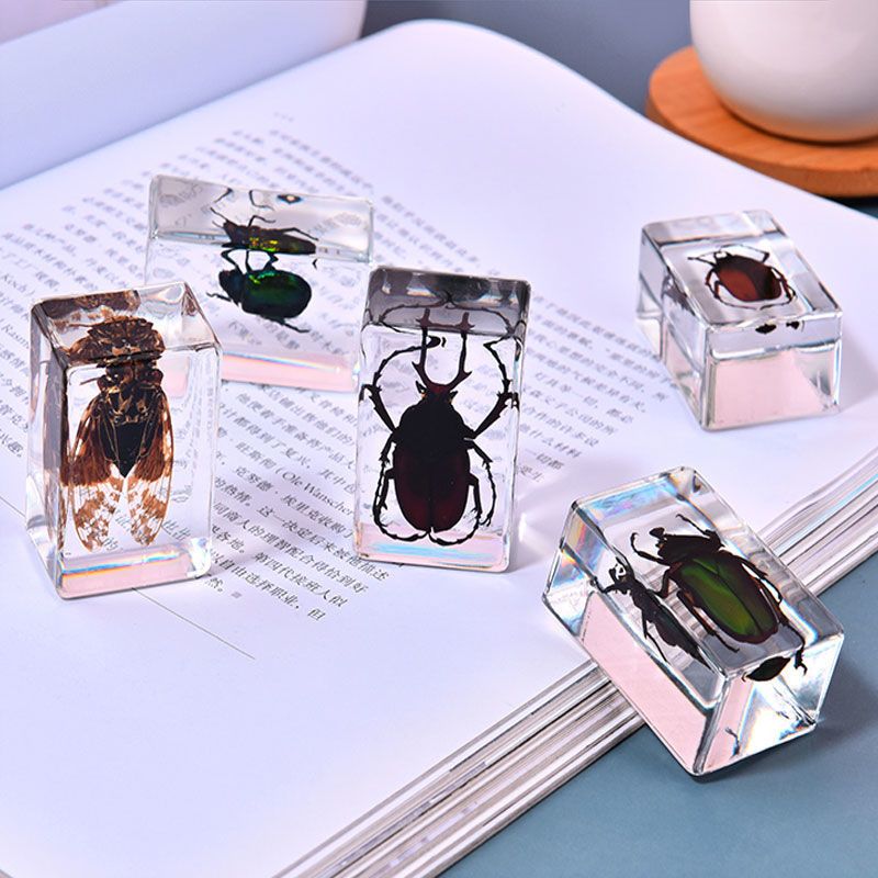 真实昆虫标本透明树脂创意小摆件幼儿园教学观察科普动物认知玩具绿