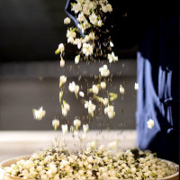 林青寻 茉莉花茶 250克/袋