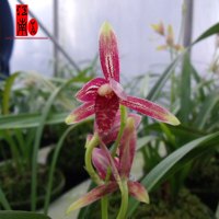 建兰四季兰兰花苗夏带花苞出售好养易活绿植花卉盆栽收藏店铺并购买送兰花专用肥不含盆