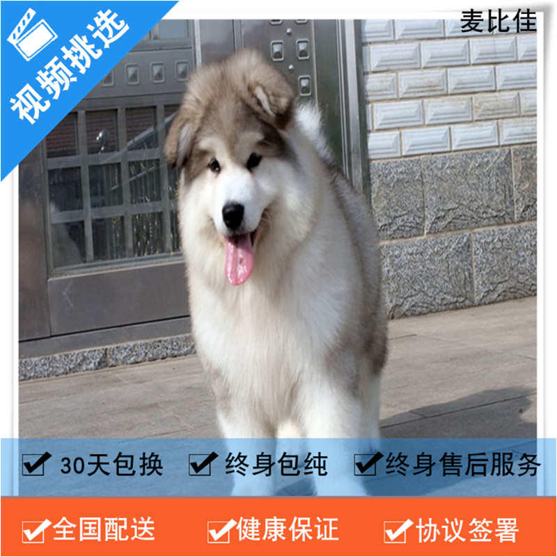 麦比佳 纯种巨型阿拉斯加幼犬活体宠物 熊版十字脸阿拉斯加雪橇犬 双血统烟灰色桃脸阿拉斯加幼崽 巨大型雪橇犬阿拉斯加犬23高清大图