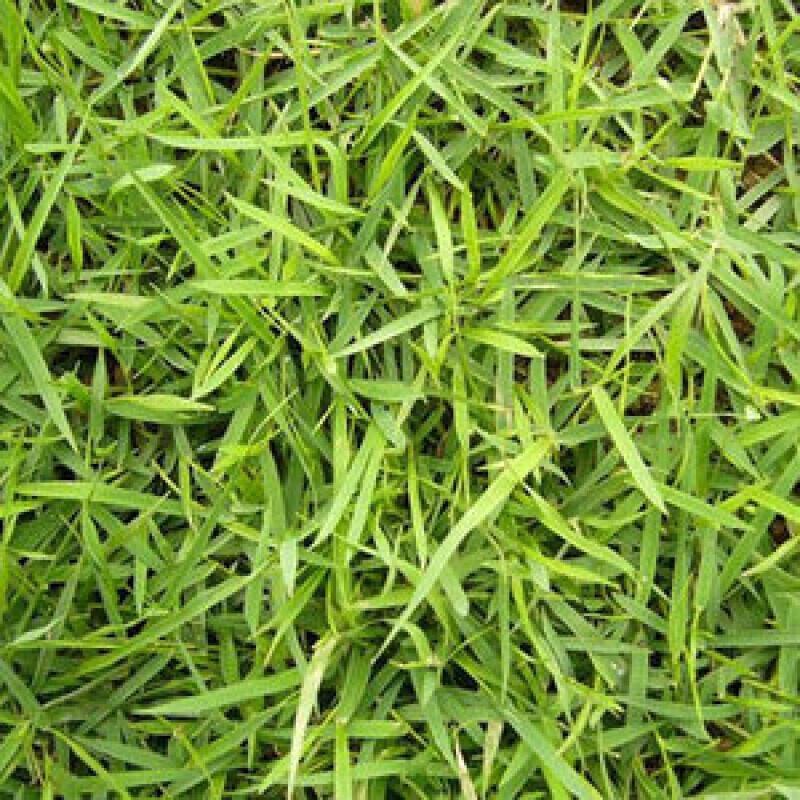 中华结缕草细叶日本结缕草草球场专用草草坪种子耐践踏