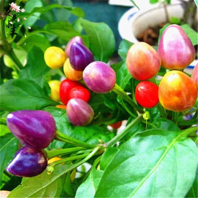 [正品七彩辣椒种子]室内阳台七彩椒种子盆栽五彩小辣椒花卉种籽