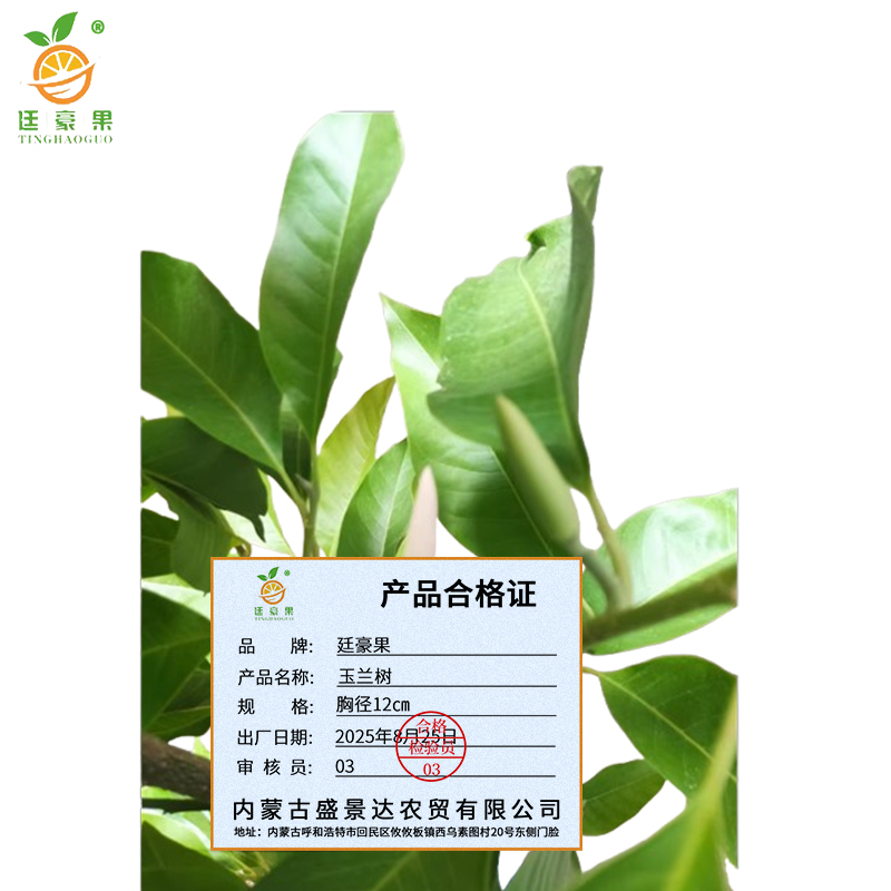 廷豪果 玉兰树 绿植 胸径12cm /棵高清大图