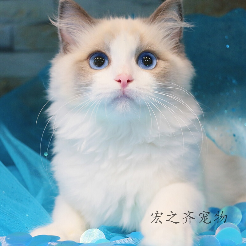 浅酌宠物日用浅酌 超美仙女猫 海豹双色布偶猫布偶猫海豹双色宠物幼猫可上看猫包活到家 价格图片品牌报价 苏宁易购宏之齐宠物生活专营店