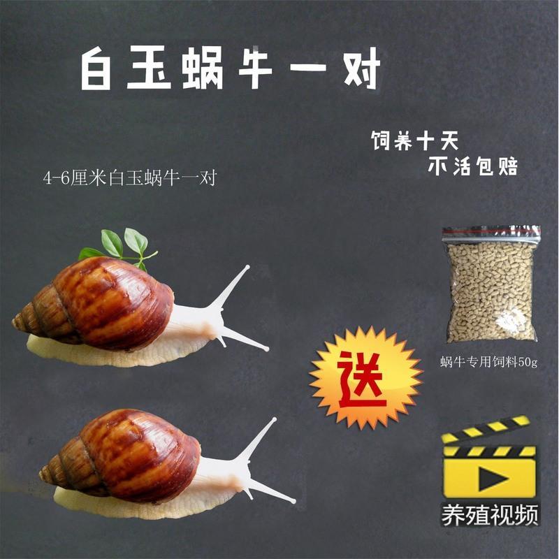 4-6厘米一对送饲料 蜗牛一对 白玉蜗牛活体养殖宠物蜗牛 观赏活体繁殖套装蜗牛