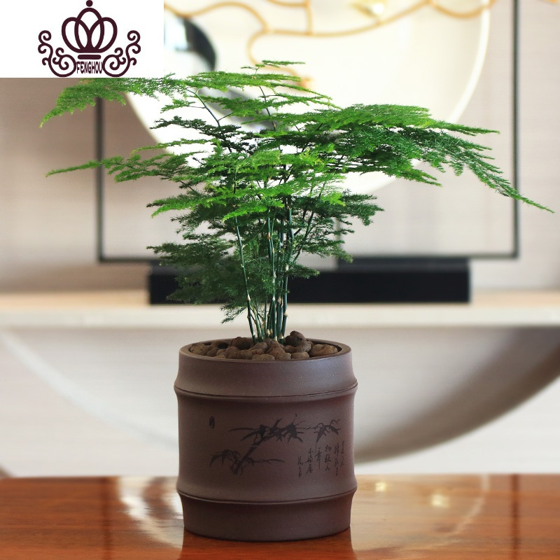 封后fenghou园艺用品