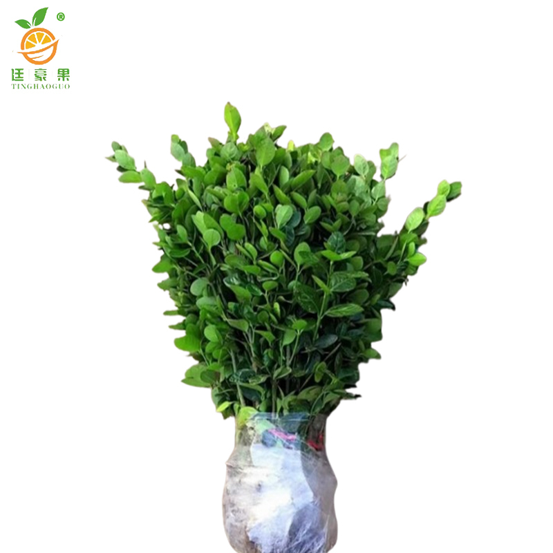 廷豪果 冬青苗 高80-100cm50棵/捆高清大图