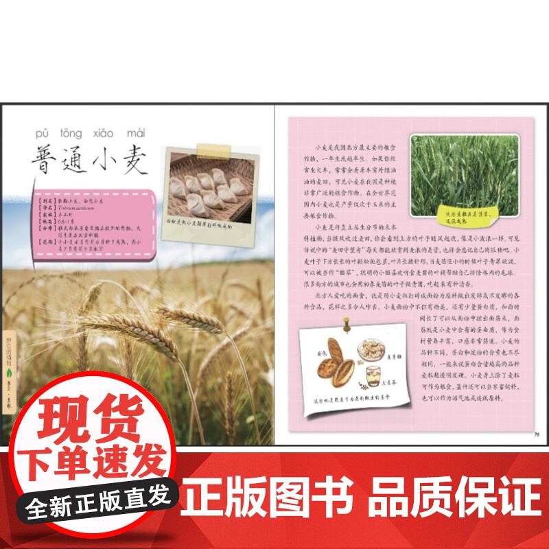 好吃的植物 发现植物 科普读物 植物百科 少年儿童出版社高清大图