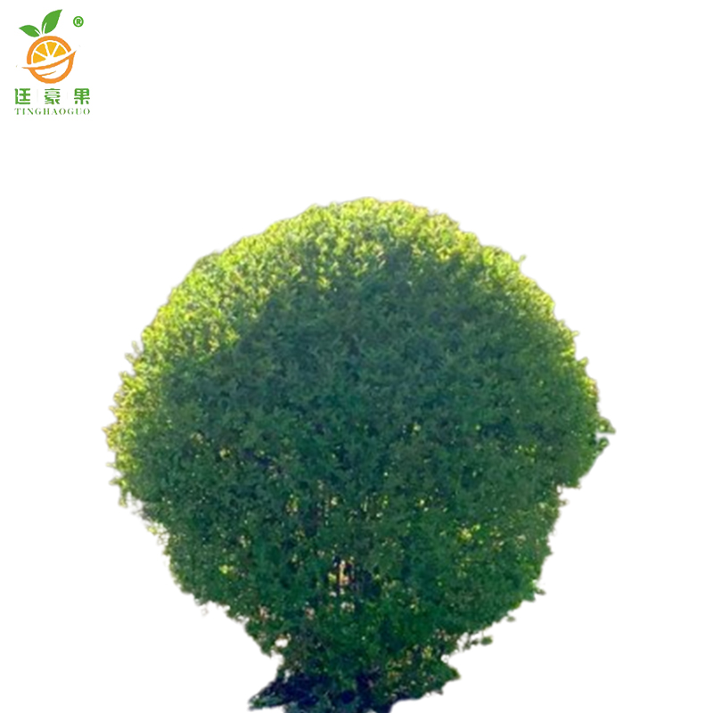 廷豪果 小叶女贞球 冠幅80cm /棵高清大图