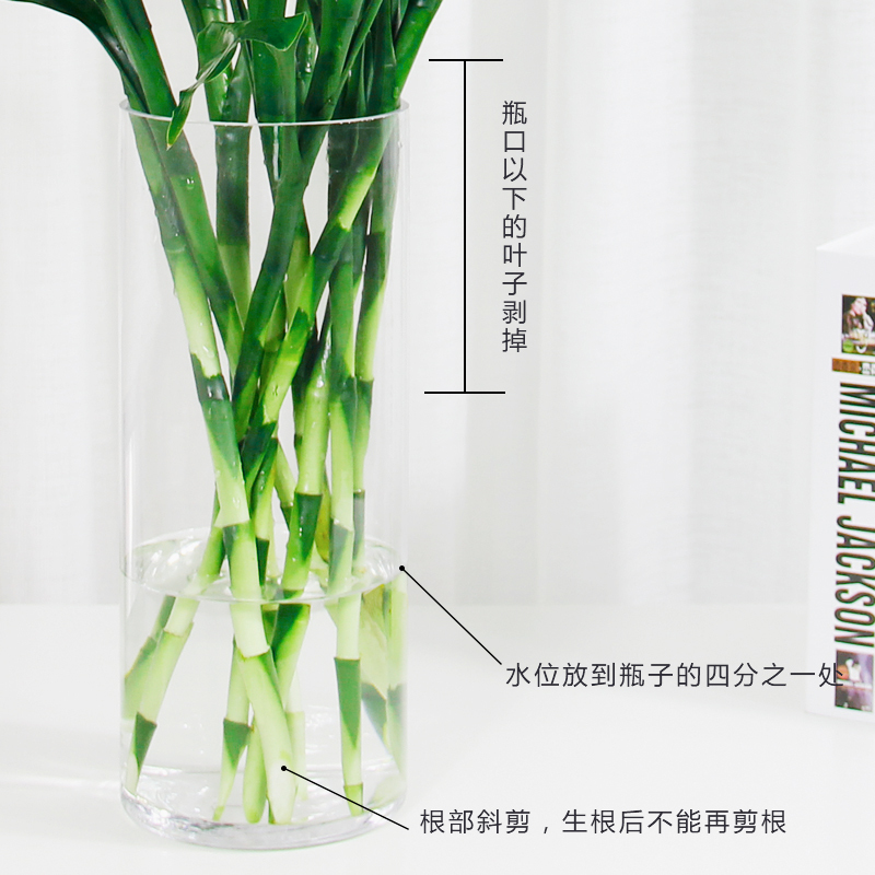 富贵竹水培植物观音竹盆栽花卉水养盆景客厅卧室净化空气绿植 竹50厘米10棵