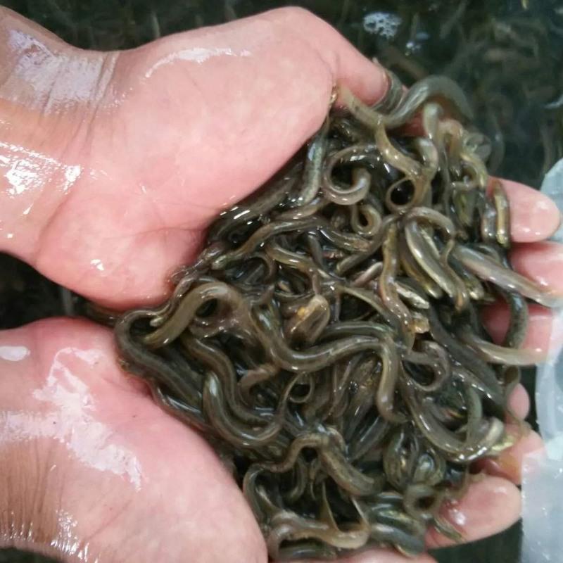 1-3厘米长度 30条 活泥鳅 鲜活 小泥鳅筏钓野生泥鳅苗 寸苗台湾养殖