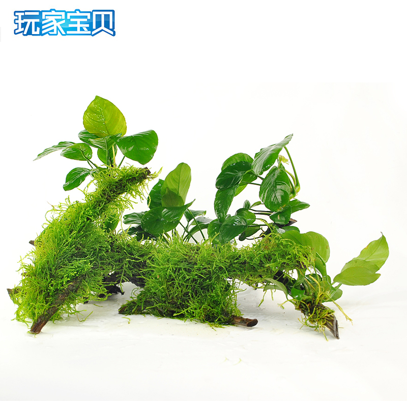 水木头沉木水榕莫丝树成品热带鱼缸鱼缸造景装饰沉木莫斯免CO2高清大图
