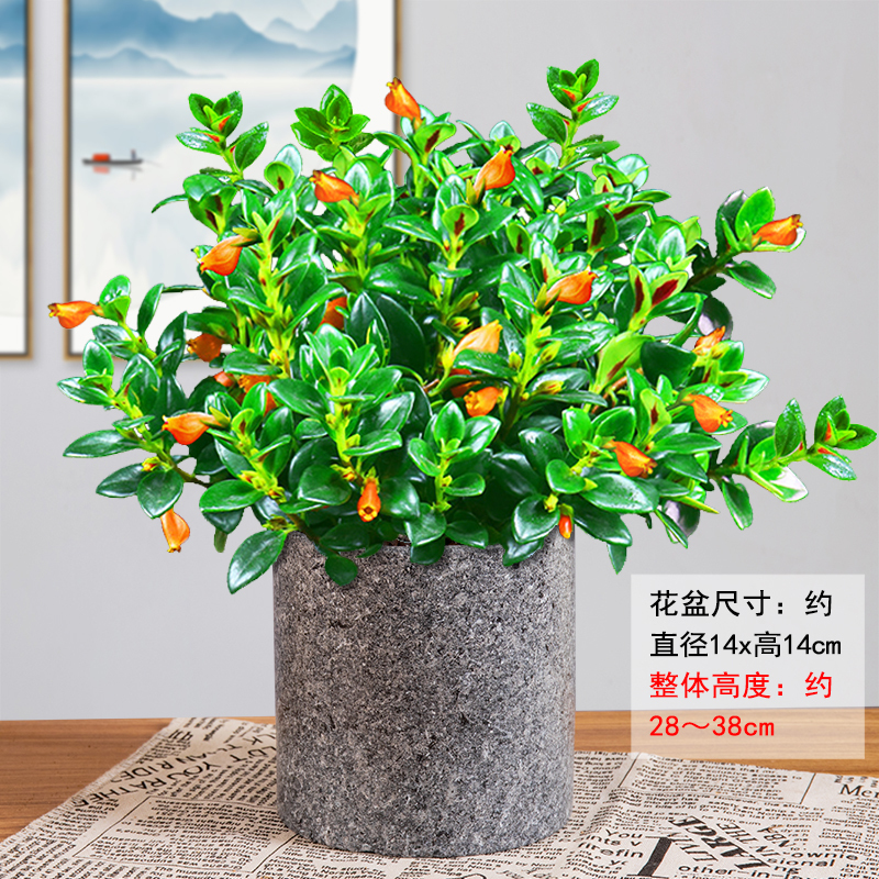 金鱼花吊兰开花盆栽植物室内绿植弹痕办公室好养易活花卉四季阳台花苗大理墨盆 大号金鱼花 带花苞 带盆栽好视频介绍 金鱼花 吊兰开花盆栽植物室内绿植弹痕办公室好养易活花卉四季阳台花苗大理墨盆 大号金鱼花 带花苞 带盆栽好功能演示视频 苏宁易购