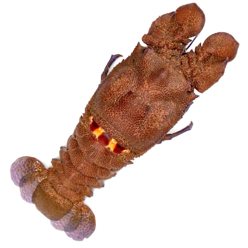 鲜活渔鼎鲜鲜活缅甸犀牛虾500g只琵琶虾九齿扇虾新鲜海捕大虾肉质细嫩