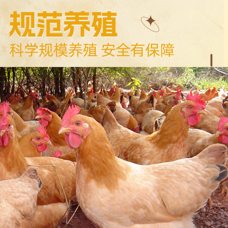 [苏鲜生推荐]三物纪 皖南黄油老母鸡2.6-2.9斤/只 1只装 新鲜现杀冷冻净膛慢养走地鸡高清大图