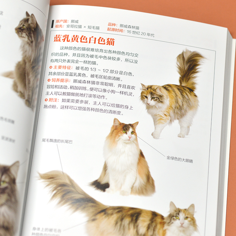 [正版]猫图鉴:170余种纯种猫挑选与饲养指南纯种猫的特征习性宠物猫图鉴文字图解高清鉴赏图片自然科普爱好者动物科普养猫高清大图