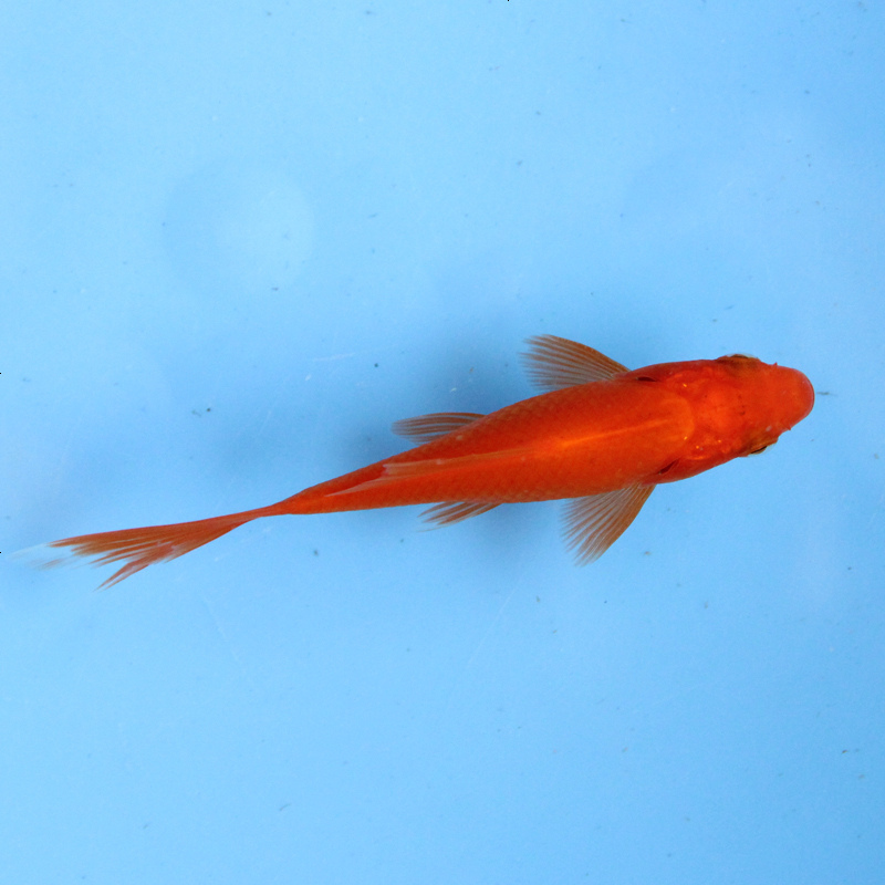 纯种锦鲤鱼金鱼红白纯正锦鲤小鱼苗小型鱼 默认尺码 3-5cm红草金15条