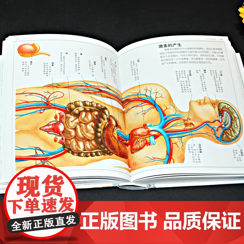 少儿精装升级版DK人体百科全书海量图片揭秘我们的身体骨骼结构图解以文字为孩子探索认识人体科普打开兴趣四五年级课外书读绘本高清大图