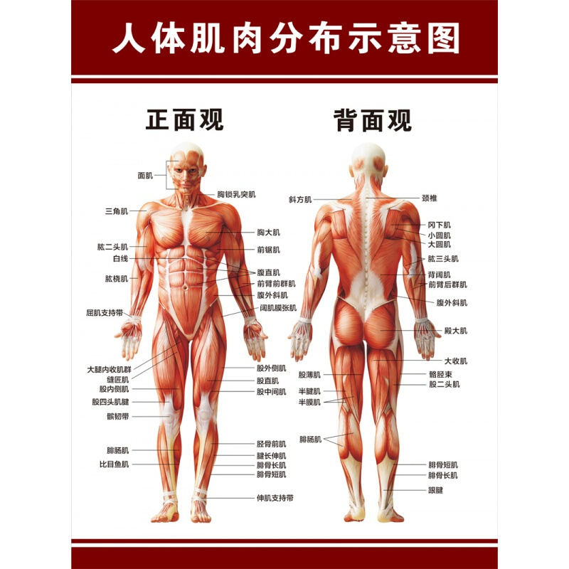爵尼卫浴五金 挂件 人体肌肉图解结构解剖大挂图人体器官解剖图示意图海报展板定制 价格图片品牌报价 苏宁易购铭沫家装专营店