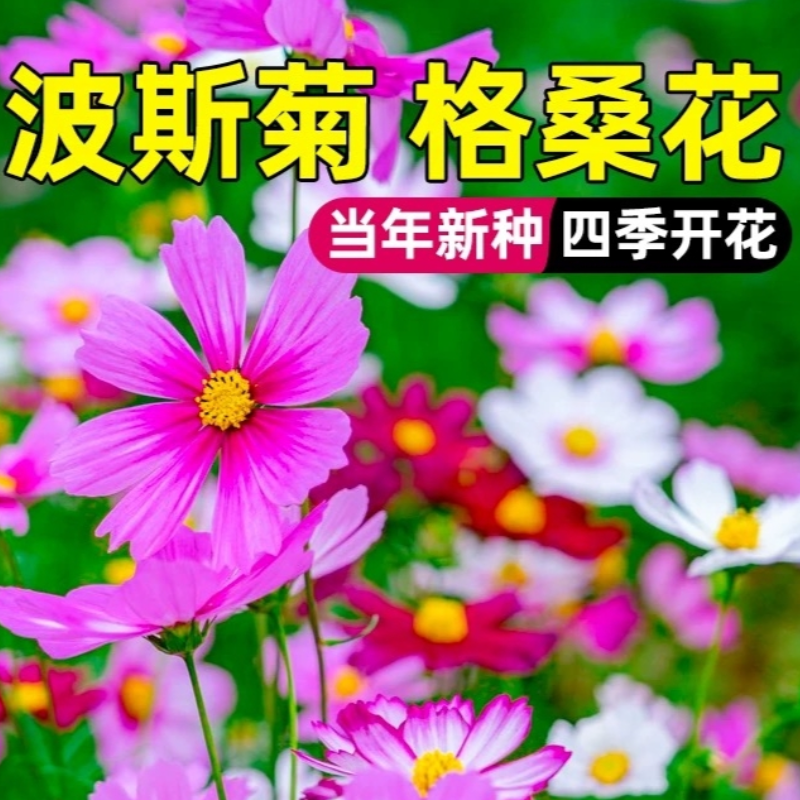 诚智旺 混色波斯菊花籽 净籽/千克高清大图